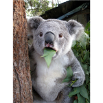 The Koala Friends