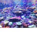 ~ Aquatic Coral ~