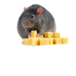 Rat Simulator