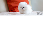 #Puppies and cats