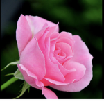 We love pink flowers here