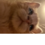 crispitycrunchymunchy