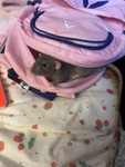 The LittIe Rats