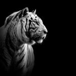Tigers Forever Group