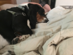Dog s are cute