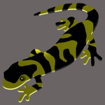 Salamander Productions