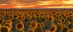 THE SUNFLOWERS OF ALL TIME