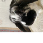 the cute rabbits