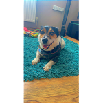 Papihaslonglegs