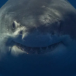 The Shark Kingdom (TSK)