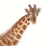 LongNeck Corporation