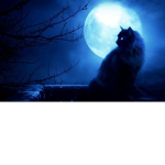 Warrior cat dumbies