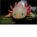Axolotl’s only No cow’s