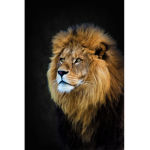Lions are the best animal! (others are also good)