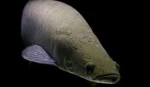 Monster Fishing Group Thumbnail