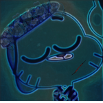 Suppadrip