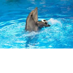 Dolphins and FUN!