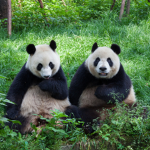 All fan PANDA group.