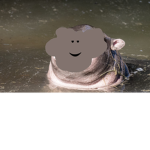 epic hippo