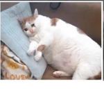 Gato triste