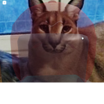 funny shad cat skin shirt