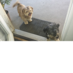 The Kool Doggos