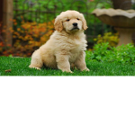 Puppy farts