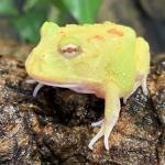 frog worshipers