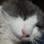 Hola :D este es mi grupo de catman
