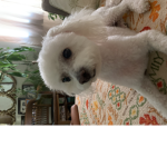 Le puppy’s spuad