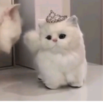 쿠루미쨩들ღ