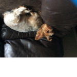 Cool doggy yay
