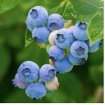 Blueberry tree