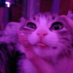 Catness Entertainment