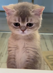 Cats cats cats cats cats cats cats cats Ty