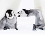 Penguin gang/army LEADER OF ALLL PENGUINS