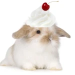 Kitti’s Cupcakes! Group Thumbnail