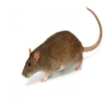 The Rat Place Group