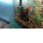 Fish group :3