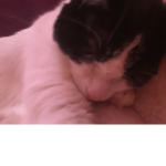 #Cute cats forever