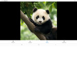 Paddington Da Panda (PAP)
