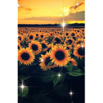 Fluttering Butterfly’s