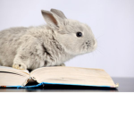 + Witty Writers Rabbit Club +