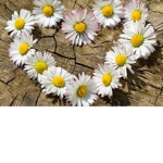 The daisy amry