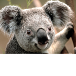 Koala Squad06