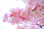 Flowers .INC