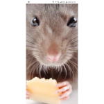 Roaches And Rats Unite U~U
