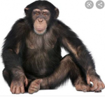Monkey forevermore