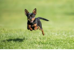 Dogs Are beautiful