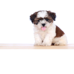 Dog and puppy army uwu